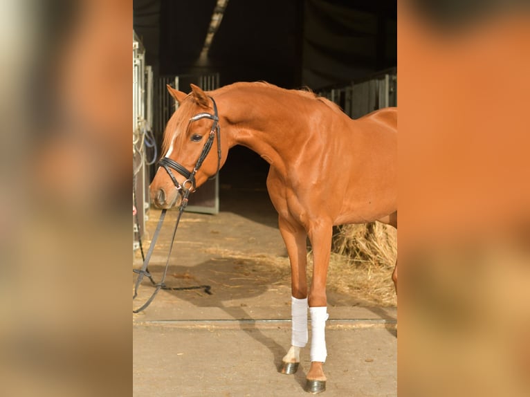 Deutsches Reitpony Wallach 4 Jahre 145 cm Fuchs in Geilenkirchen