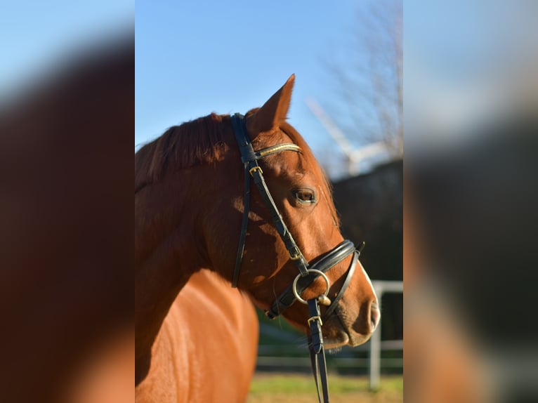 Deutsches Reitpony Wallach 4 Jahre 145 cm Fuchs in Geilenkirchen