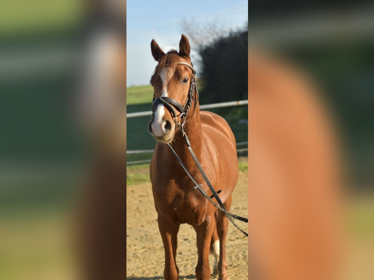 Deutsches Reitpony Wallach 4 Jahre 145 cm Fuchs in Geilenkirchen