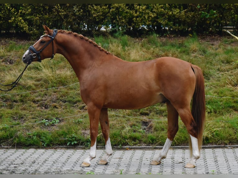 Deutsches Reitpony Wallach 4 Jahre 145 cm Fuchs in Fürstenau