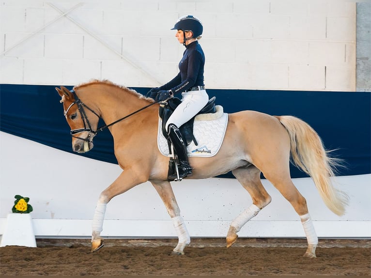 Deutsches Reitpony Wallach 4 Jahre 145 cm Fuchs in Marsberg