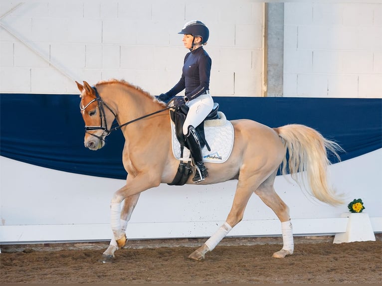 Deutsches Reitpony Wallach 4 Jahre 145 cm Fuchs in Marsberg