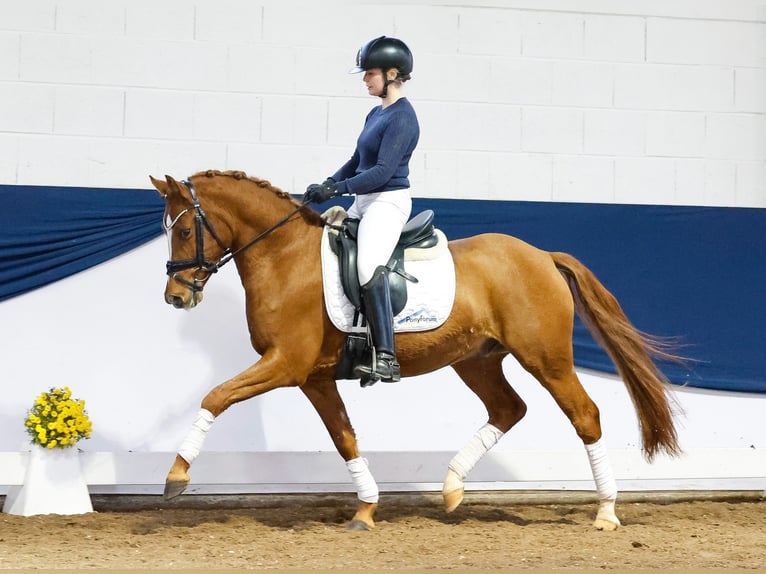 Deutsches Reitpony Wallach 4 Jahre 145 cm Fuchs in Marsberg