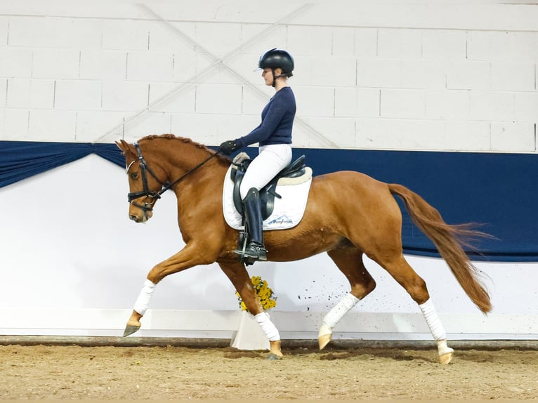 Deutsches Reitpony Wallach 4 Jahre 145 cm Fuchs in Marsberg