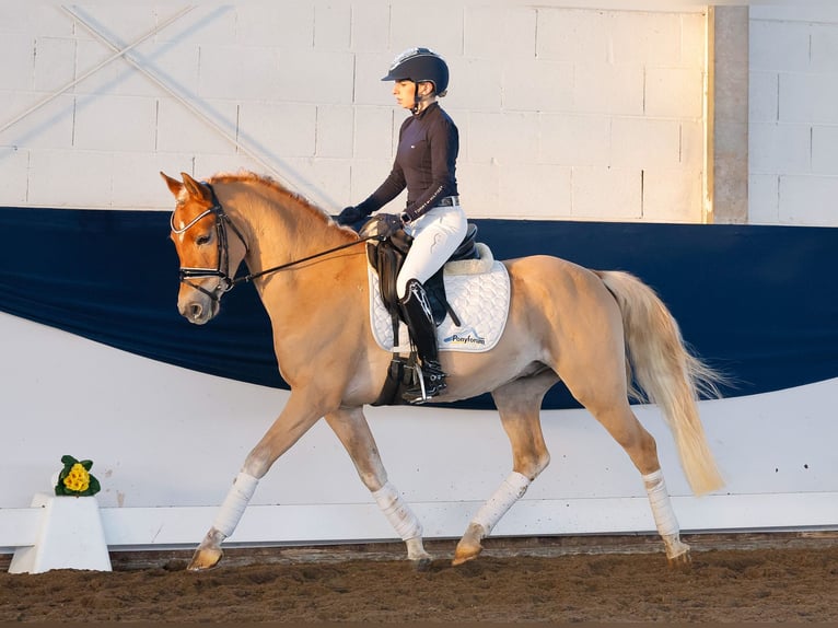 Deutsches Reitpony Wallach 4 Jahre 145 cm Fuchs in Marsberg