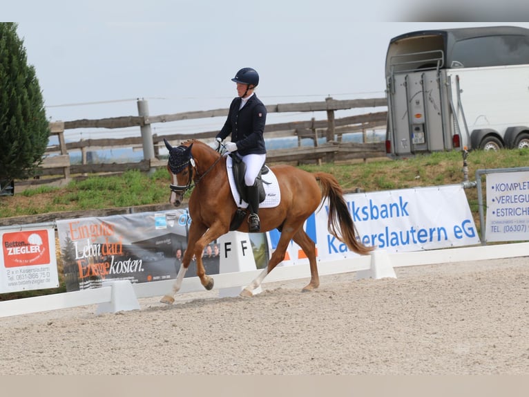 Deutsches Reitpony Wallach 4 Jahre 145 cm Fuchs in Hennweiler
