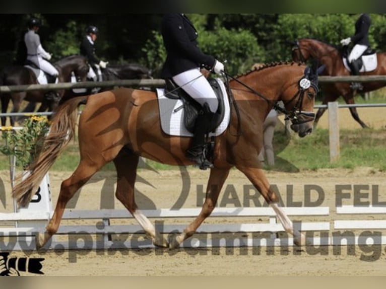 Deutsches Reitpony Wallach 4 Jahre 145 cm Fuchs in Hennweiler