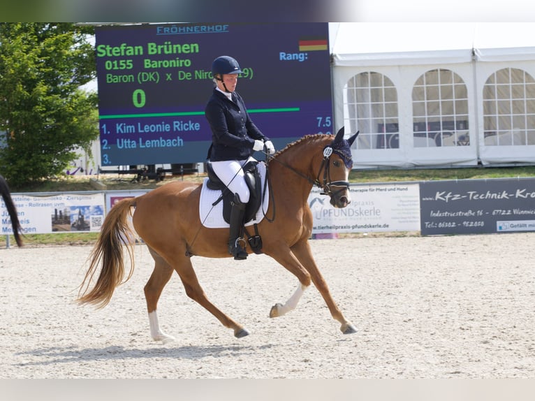 Deutsches Reitpony Wallach 4 Jahre 145 cm Fuchs in Hennweiler