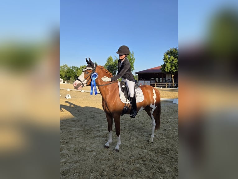 Deutsches Reitpony Wallach 4 Jahre 145 cm Fuchs in Weinheim