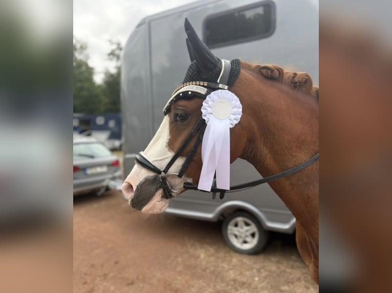 Deutsches Reitpony Wallach 4 Jahre 145 cm Fuchs in Weinheim