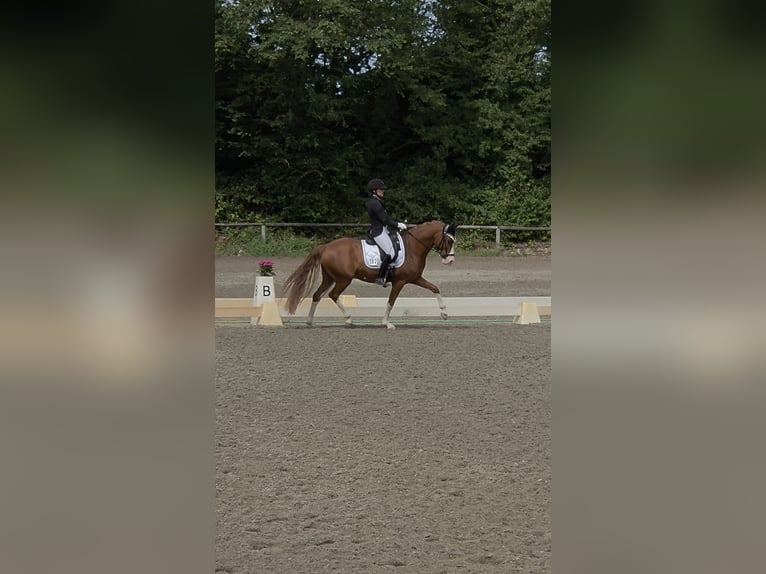 Deutsches Reitpony Wallach 4 Jahre 145 cm Fuchs in Weinheim