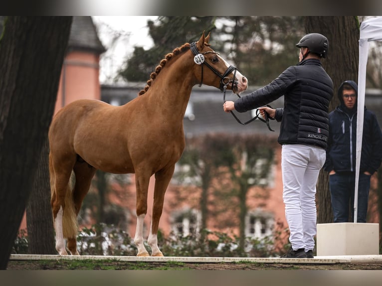 Deutsches Reitpony Wallach 4 Jahre 145 cm Fuchs in Neuss