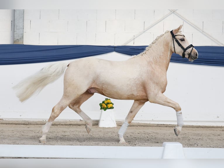 Deutsches Reitpony Wallach 4 Jahre 145 cm Palomino in Marsberg