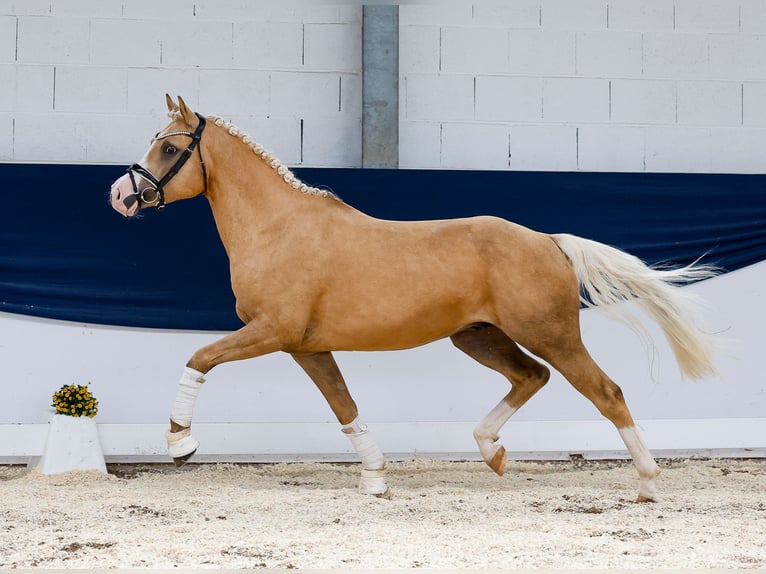 Deutsches Reitpony Wallach 4 Jahre 145 cm Palomino in Marsberg