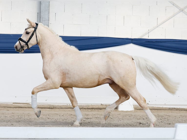 Deutsches Reitpony Wallach 4 Jahre 145 cm Palomino in Marsberg