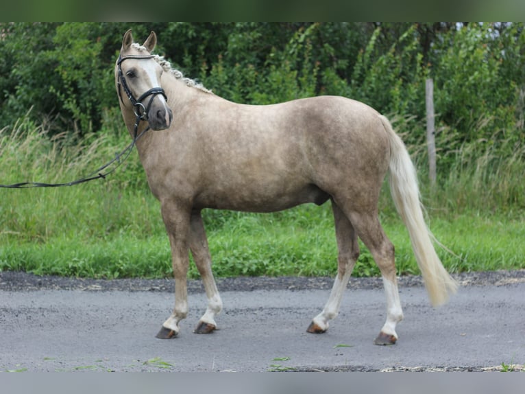 Deutsches Reitpony Wallach 4 Jahre 145 cm Palomino in Rehfelde