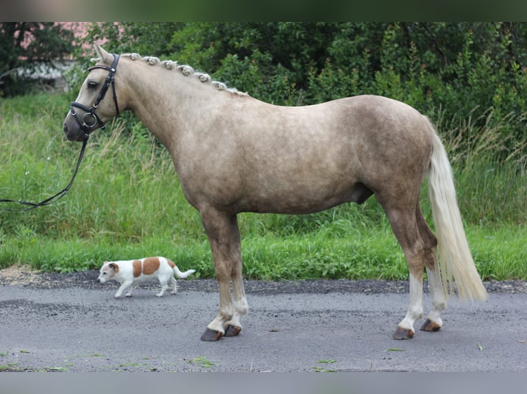 Deutsches Reitpony Wallach 4 Jahre 145 cm Palomino in Rehfelde