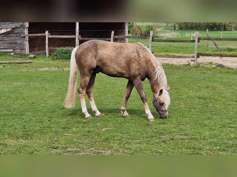 Deutsches Reitpony Wallach 4 Jahre 145 cm Palomino in Rehfelde