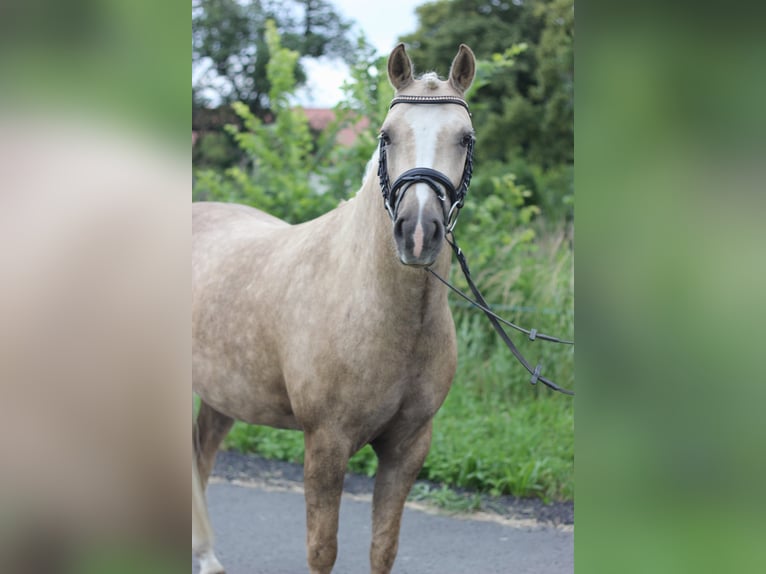 Deutsches Reitpony Wallach 4 Jahre 145 cm Palomino in Rehfelde