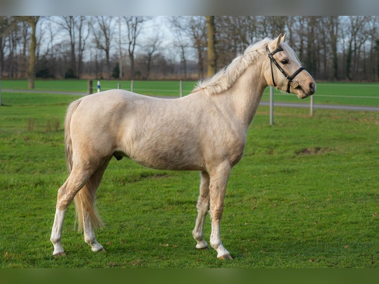 Deutsches Reitpony Wallach 4 Jahre 145 cm Palomino in Rieste