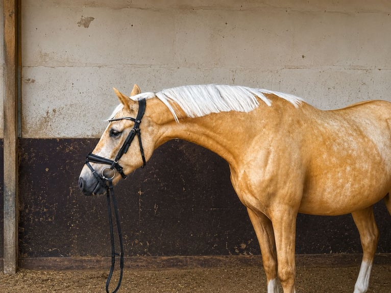 Deutsches Reitpony Wallach 4 Jahre 145 cm Palomino in Treuenbrietzen