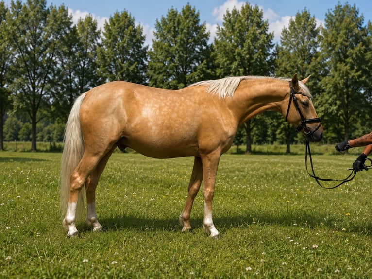 Deutsches Reitpony Wallach 4 Jahre 145 cm Palomino in Treuenbrietzen