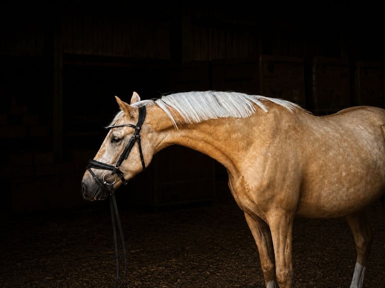 Deutsches Reitpony Wallach 4 Jahre 145 cm Palomino in Treuenbrietzen