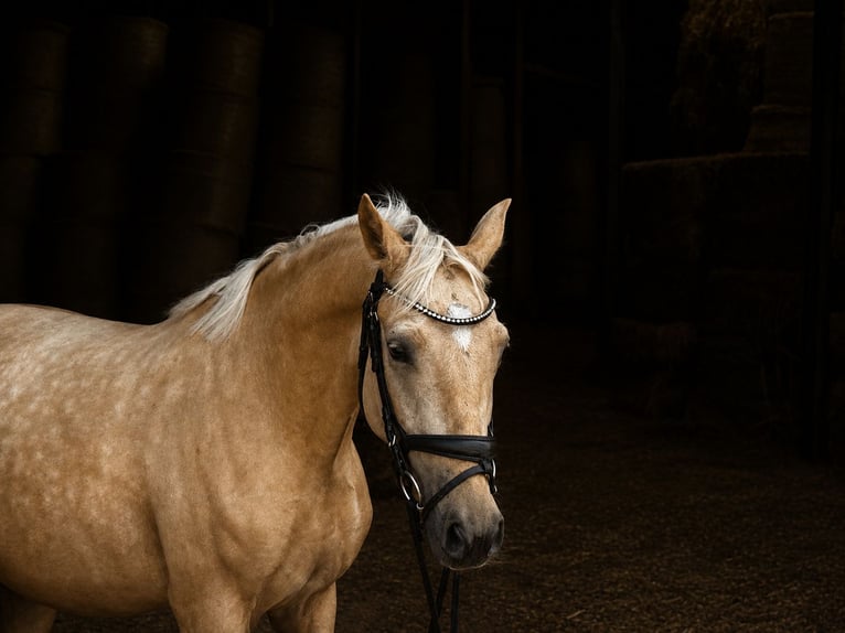Deutsches Reitpony Wallach 4 Jahre 145 cm Palomino in Treuenbrietzen