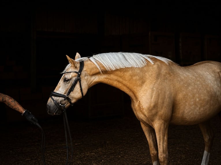 Deutsches Reitpony Wallach 4 Jahre 145 cm Palomino in Treuenbrietzen