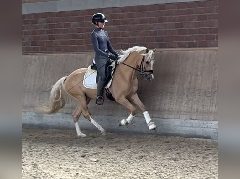 Deutsches Reitpony Wallach 4 Jahre 145 cm Palomino in Viersen