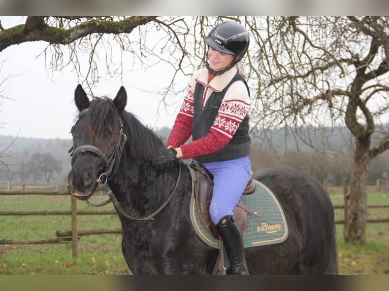 Deutsches Reitpony Wallach 4 Jahre 145 cm Rappe in Mudau