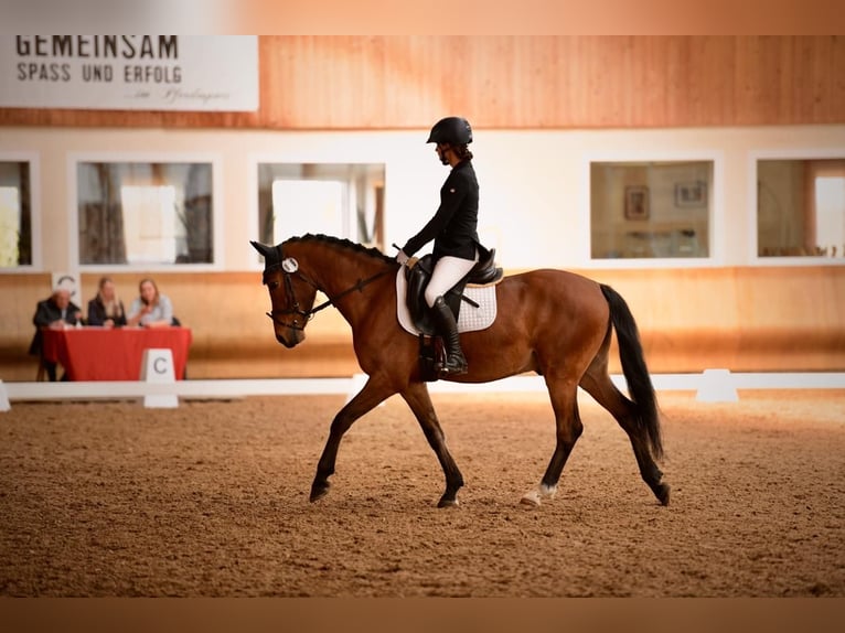 Deutsches Reitpony Wallach 4 Jahre 146 cm Brauner in Gutenzell-H&#xFC;rbel