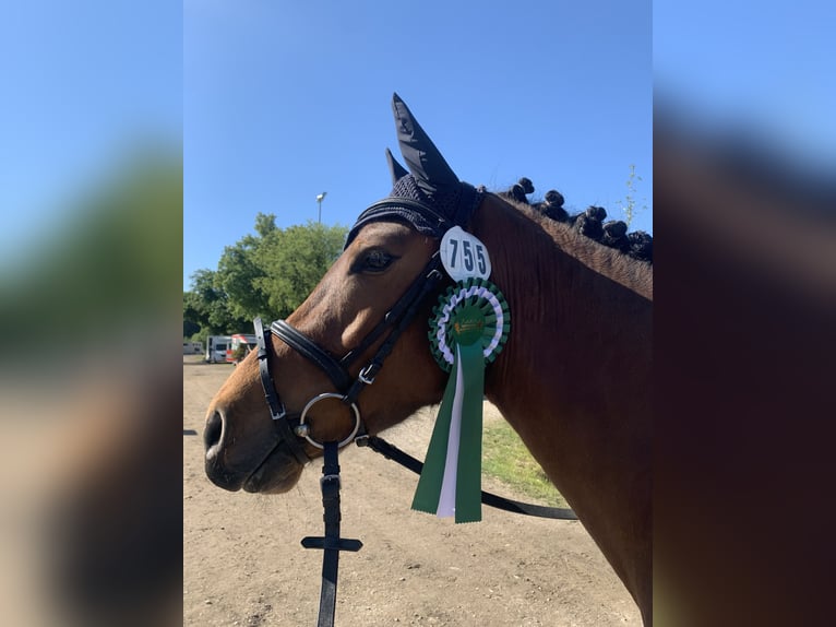 Deutsches Reitpony Wallach 4 Jahre 146 cm Brauner in Gutenzell-H&#xFC;rbel