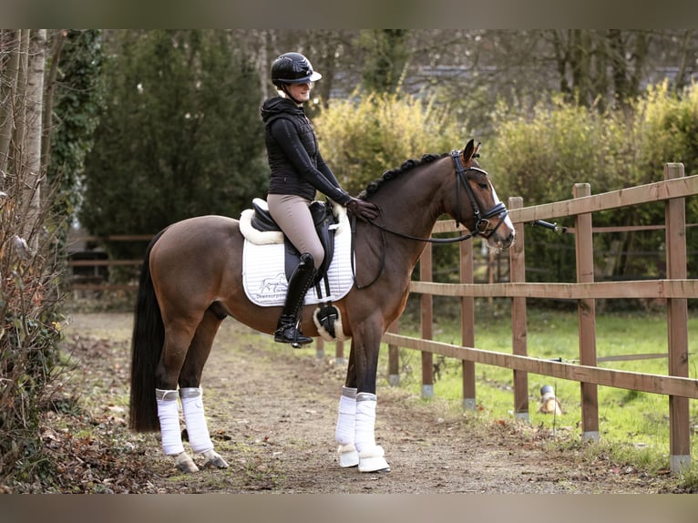 Deutsches Reitpony Wallach 4 Jahre 146 cm Brauner in Lünen