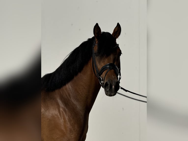 Deutsches Reitpony Wallach 4 Jahre 146 cm Brauner in Vettweiß