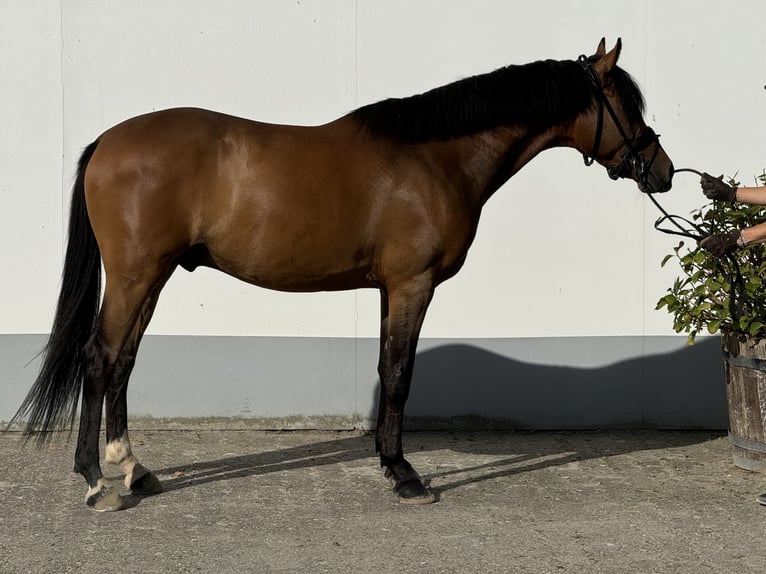 Deutsches Reitpony Wallach 4 Jahre 146 cm Brauner in Vettweiß