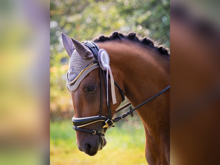 Deutsches Reitpony Wallach 4 Jahre 146 cm Brauner in Klingenberg