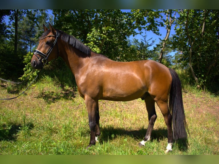 Deutsches Reitpony Wallach 4 Jahre 146 cm Brauner in Klingenberg