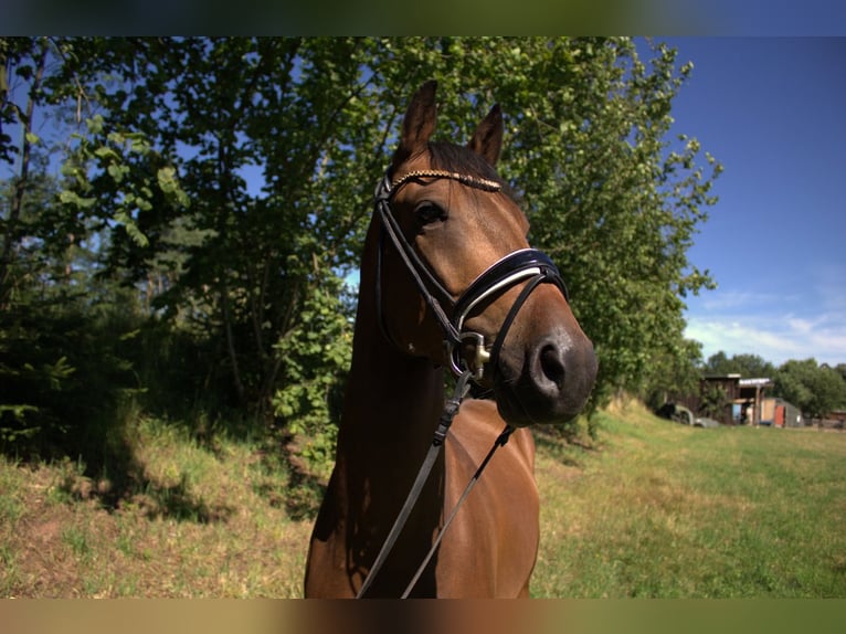 Deutsches Reitpony Wallach 4 Jahre 146 cm Brauner in Klingenberg