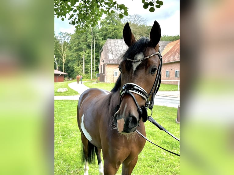 Deutsches Reitpony Wallach 4 Jahre 146 cm Brauner in Dötlingen