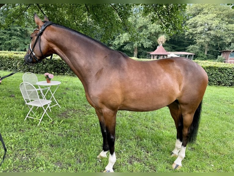 Deutsches Reitpony Wallach 4 Jahre 146 cm Brauner in Dötlingen