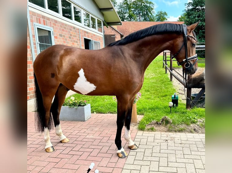 Deutsches Reitpony Wallach 4 Jahre 146 cm Brauner in Dötlingen