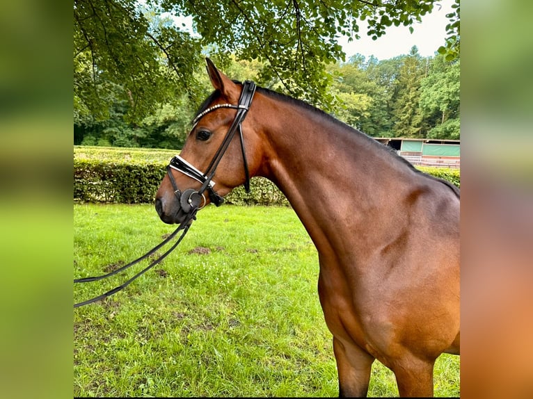 Deutsches Reitpony Wallach 4 Jahre 146 cm Brauner in Dötlingen