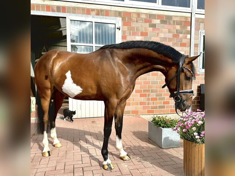 Deutsches Reitpony Wallach 4 Jahre 146 cm Brauner in Dötlingen