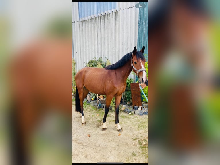 Deutsches Reitpony Wallach 4 Jahre 146 cm Brauner in Grevenbroich