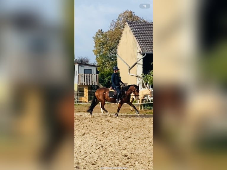 Deutsches Reitpony Wallach 4 Jahre 146 cm Brauner in Grevenbroich