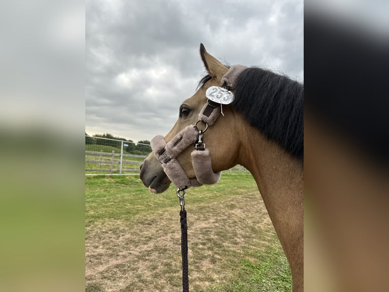 Deutsches Reitpony Wallach 4 Jahre 146 cm Buckskin in Delbr&#xFC;ck