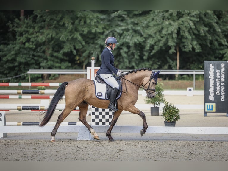 Deutsches Reitpony Wallach 4 Jahre 146 cm Buckskin in Haren