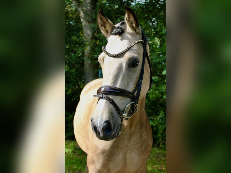 Deutsches Reitpony Wallach 4 Jahre 146 cm Buckskin in Haren