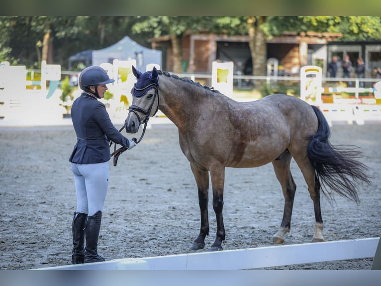 Deutsches Reitpony Wallach 4 Jahre 146 cm Buckskin in Haren